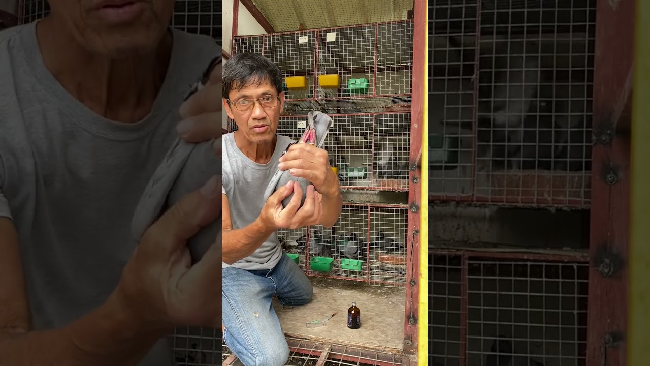 MGA JAPAN BIRD LINE NI KUYA TOYBITS  BAKUNAHAN NATIN CLA. MGA KALAPATIDS...
