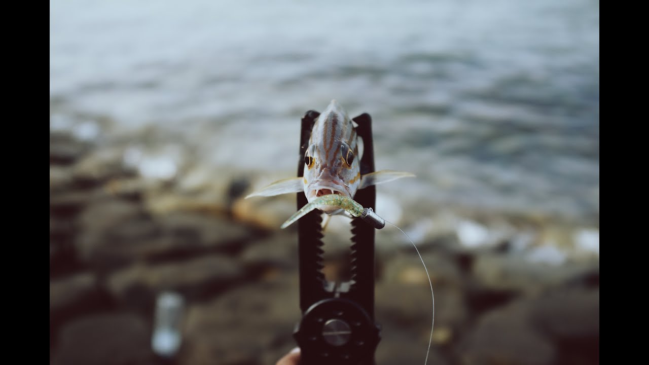 Ultra Light Ajing Fishing Singapore | MCE
