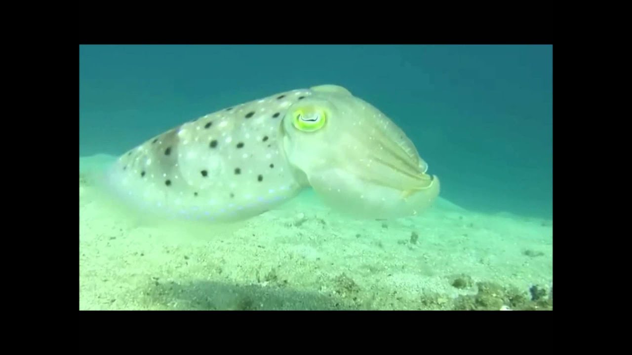 Choco Sépia Cuttlefish Curto e Curioso