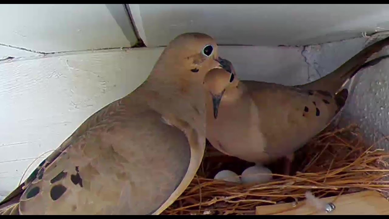 Watch mourning dove nesting and the chicks get their first feeding