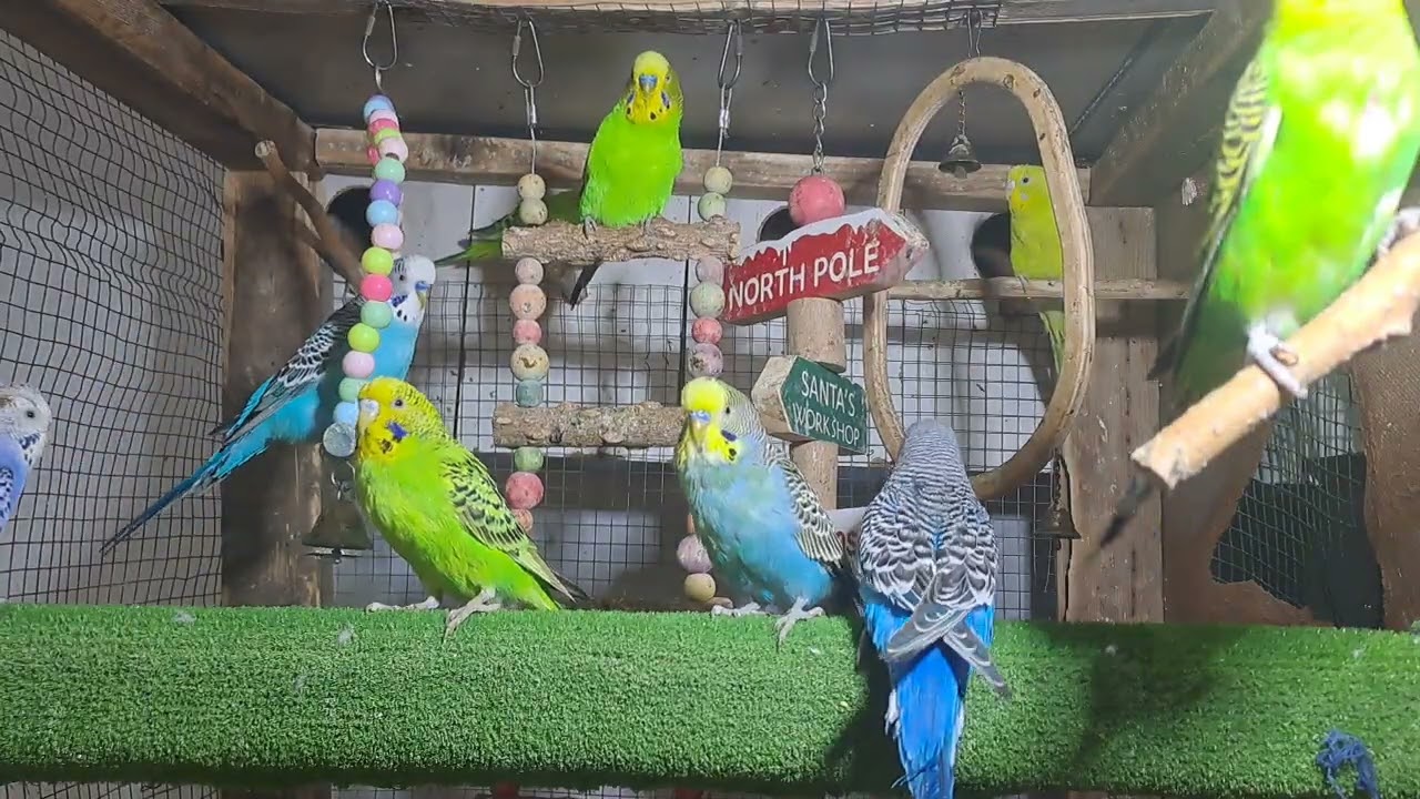 “Cuteness Overload! Budgie Babies in Real Time ❤️”