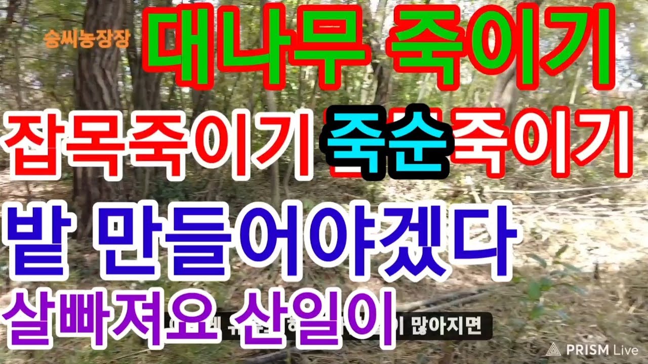 근사미제초제 대나무죽이기 죽순죽이기. 잡목죽이기 밭만들기 말년에 이나이에 개고생