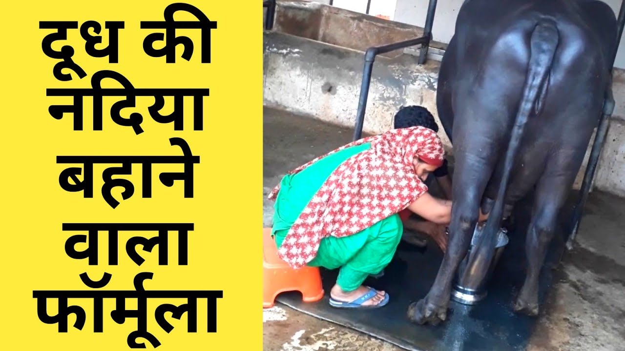 गाय भैंस का दूध बढ़ाने का विज्ञानिक फॉर्मूला|Balanced feed Diet Plan of dairy farm