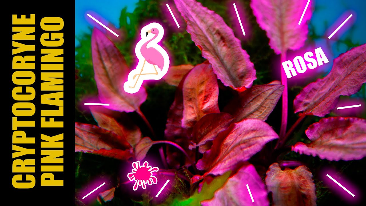 UNA PLANTA ACUÁTICA ROSA | CRYPTOCORYNE FLAMINGO | AQUA WAI