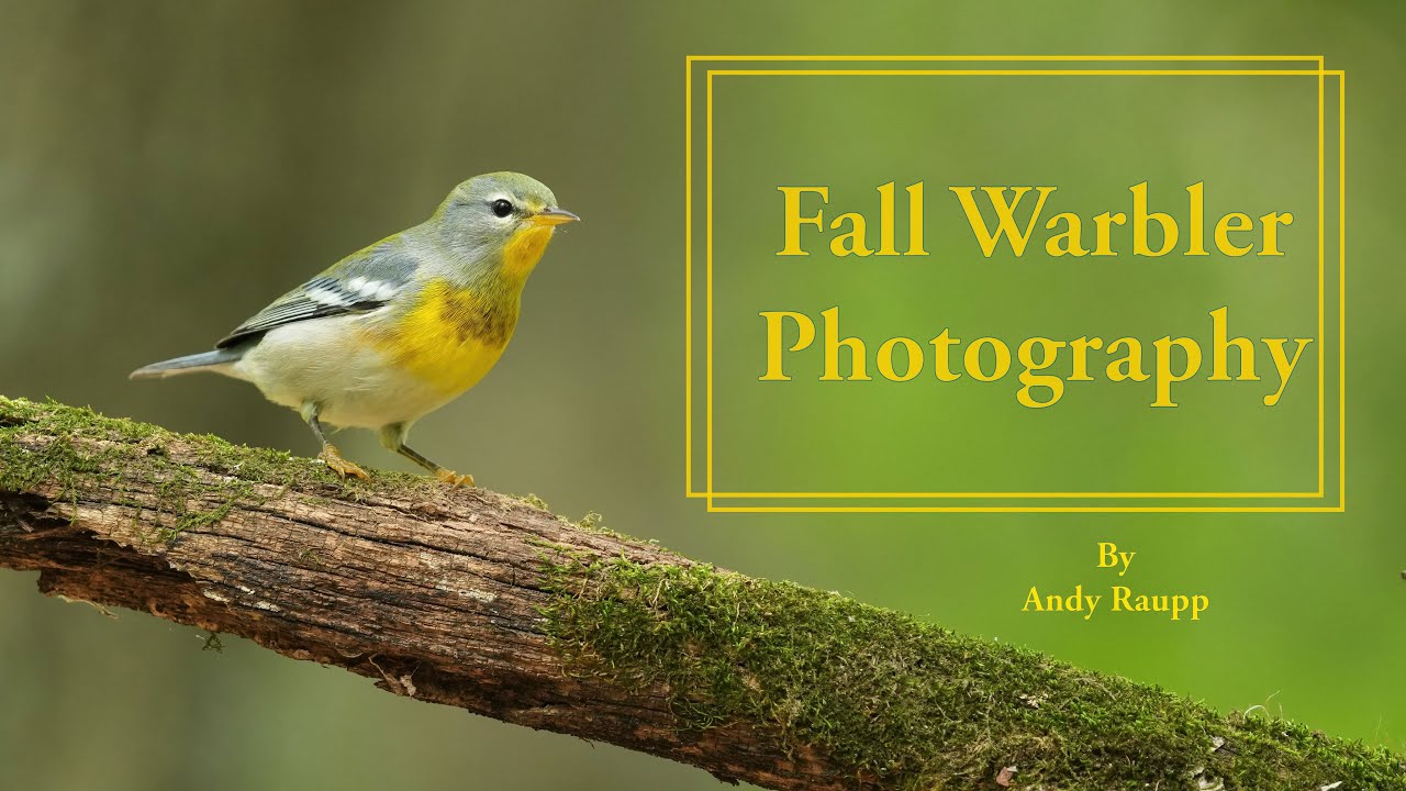 Fall Warbler Photography using a Bird Bath