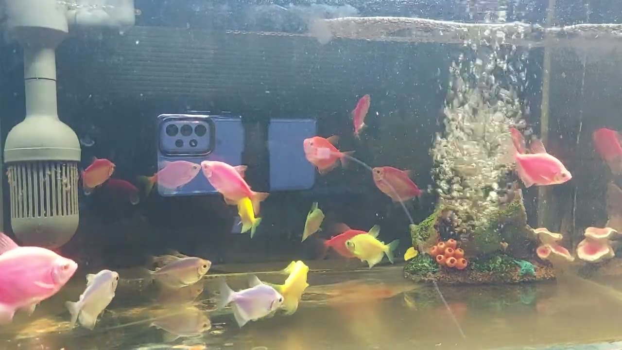 Relaxing Aquarium Fish Tank Sounds no music