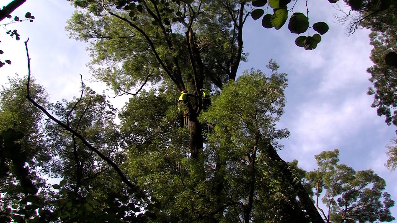 Fa&aacute;pol&aacute;s a v&eacute;derdőben