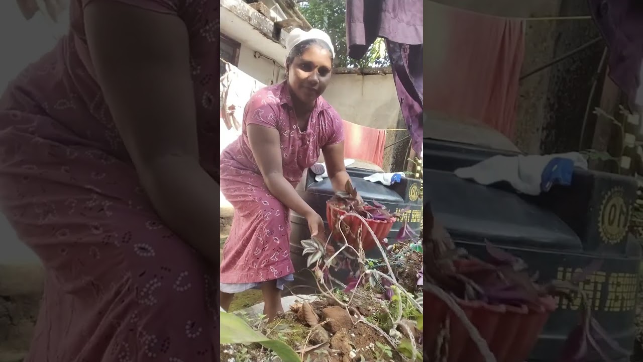 ഇന്ന് പിന്നെ രണ്ടു ചെടിയും നട്ടുവച്ചു 💐