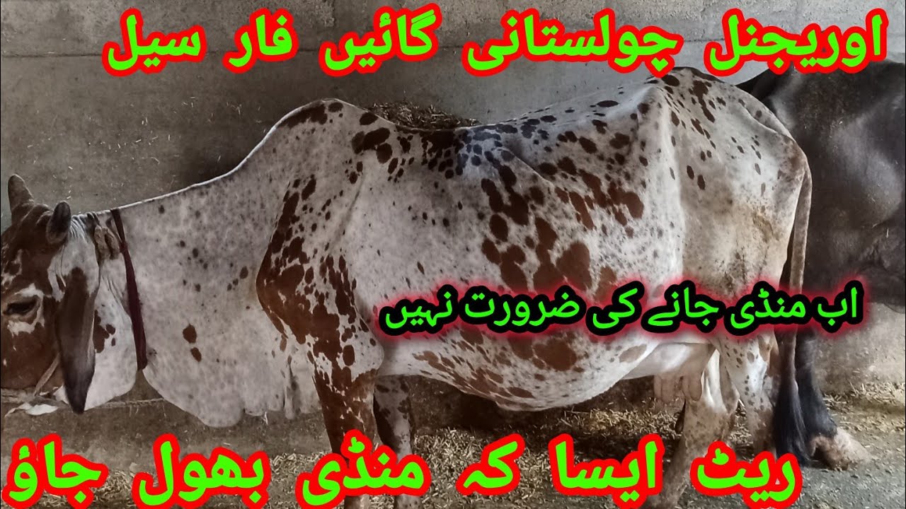 top class bufellow sale in Abbottabad Pakistan 2024|bufellow|Sajjad Khan vlog