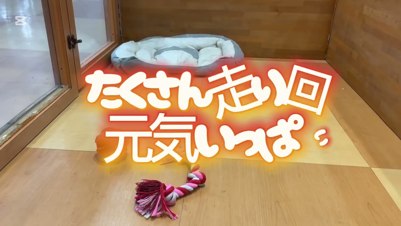 【3/11撮影】チワワの女の子遊びに夢中♪