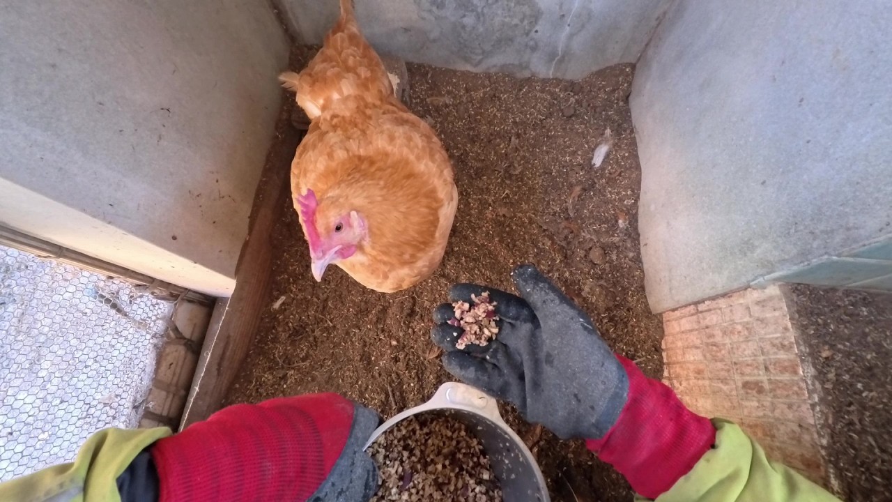 おかあちゃんにサツマイモ｜3月17日