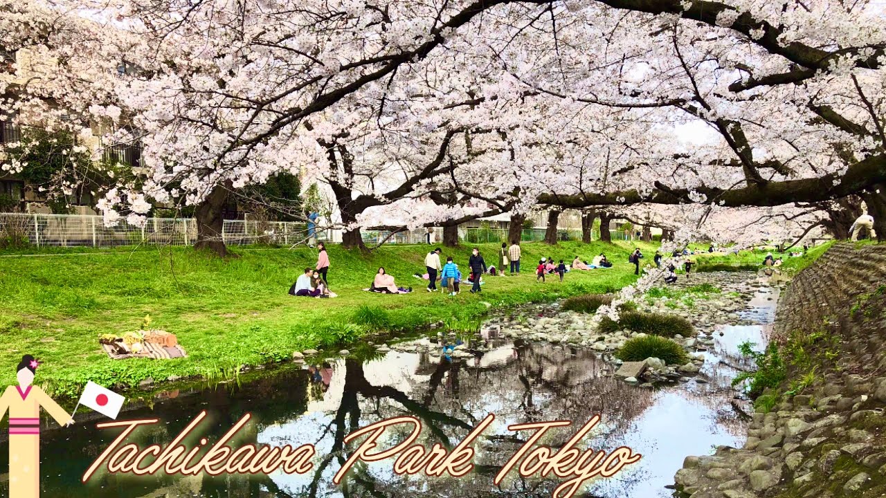 อุโมงค์ซากุระข้างลำธารยิ่งเดินเข้าไปลึกยิ่งสวย 🌸 Tachikawa Park Tokyo 2021#ให้คะแนนความสวยเกินร้อย