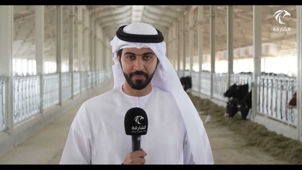 أبقار مزرعة ألبان مليحة تحط رحالها في بيتها الثاني وبالتحديد في الشارقة في بيئة أقرب لموطنها الأصلي