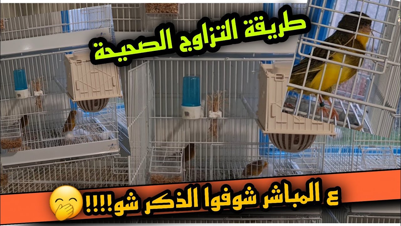 تعرف عل طريقة التزاوج طيور الكناري الطريقة الصحيحة ع المباشر بصوت والصورة