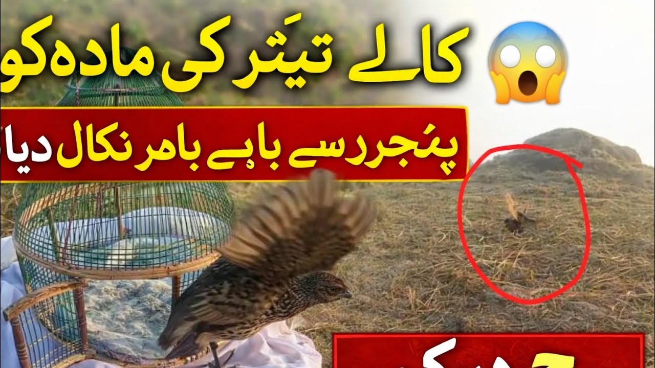 کالے تیتر کی مادہ کو پنجروں سے باہر نکال دیا 😲 | Kala Titar Female Release | Viral Video
