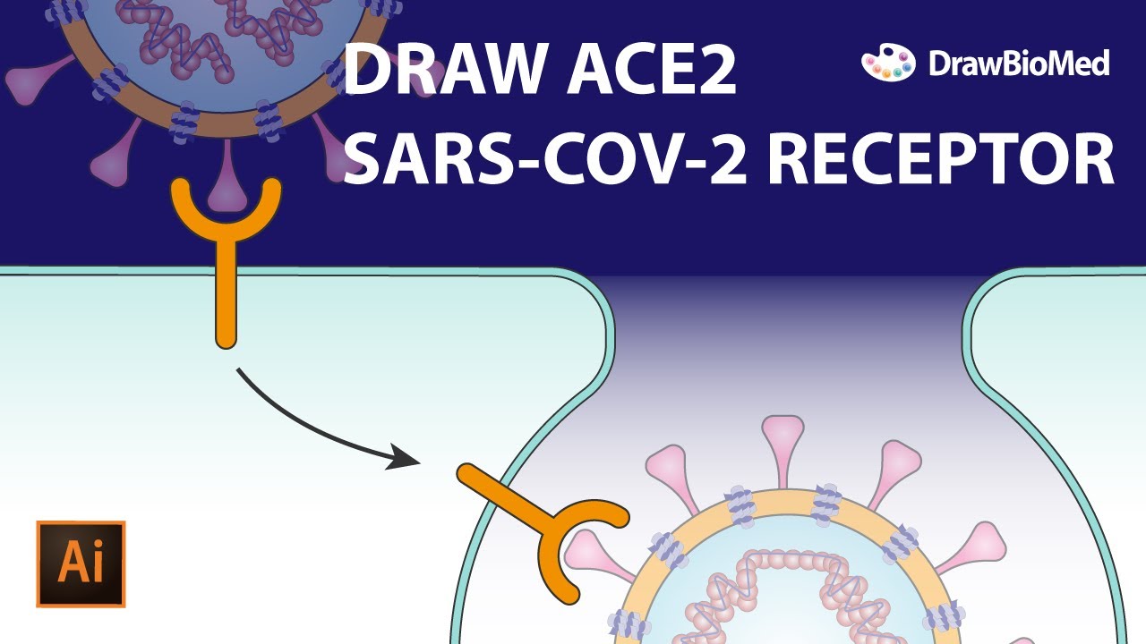 Draw ACE2 Coronavirus Receptor | Graphical Abstract | Scientific Illustration