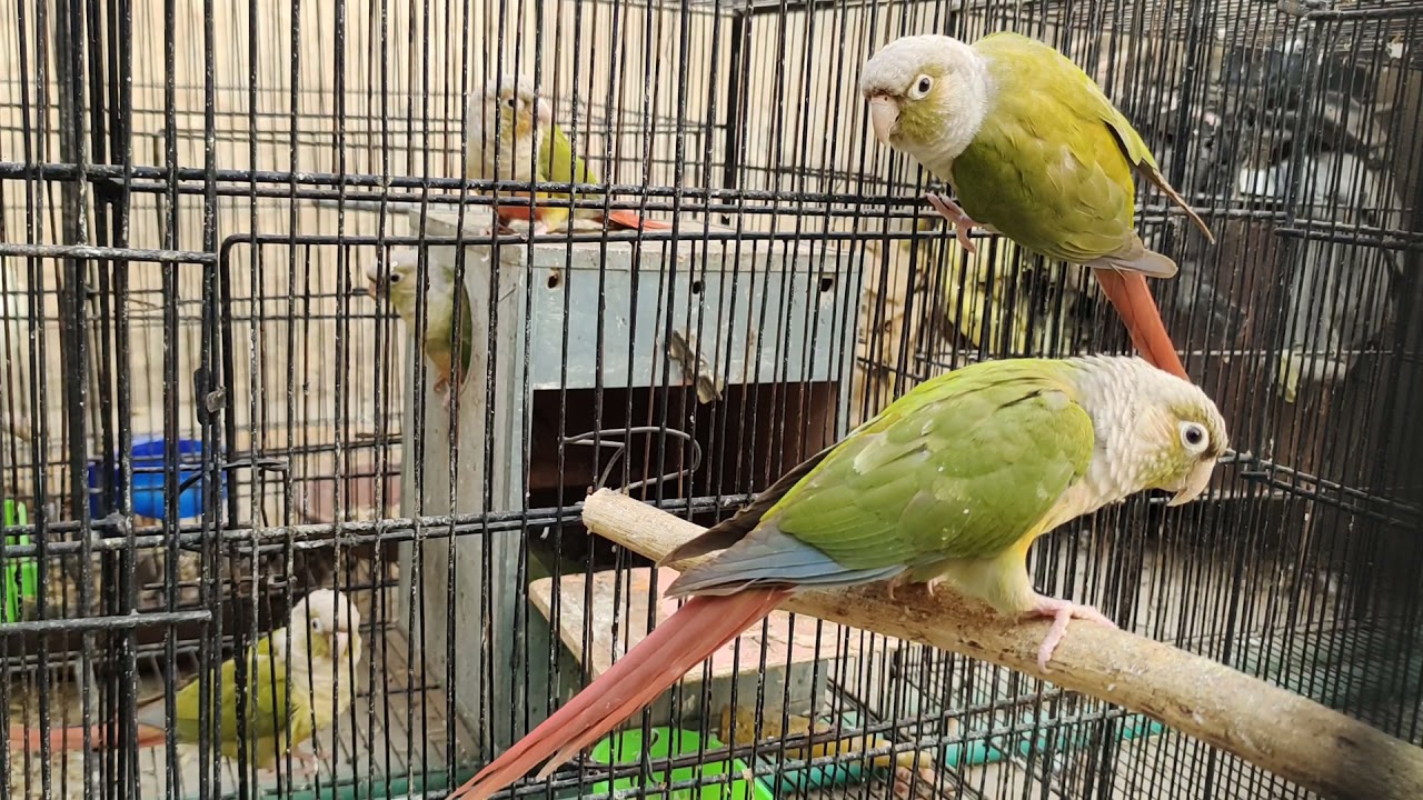 pineapple conure breeding progress 2021 || parrots breeding season || chaudharyfarms