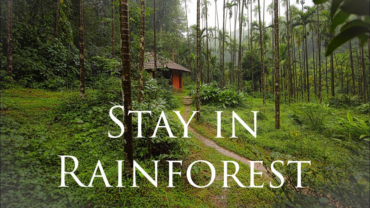 Best Stay Inside Rainforest || Kalinga Mane in Agumbe karnataka