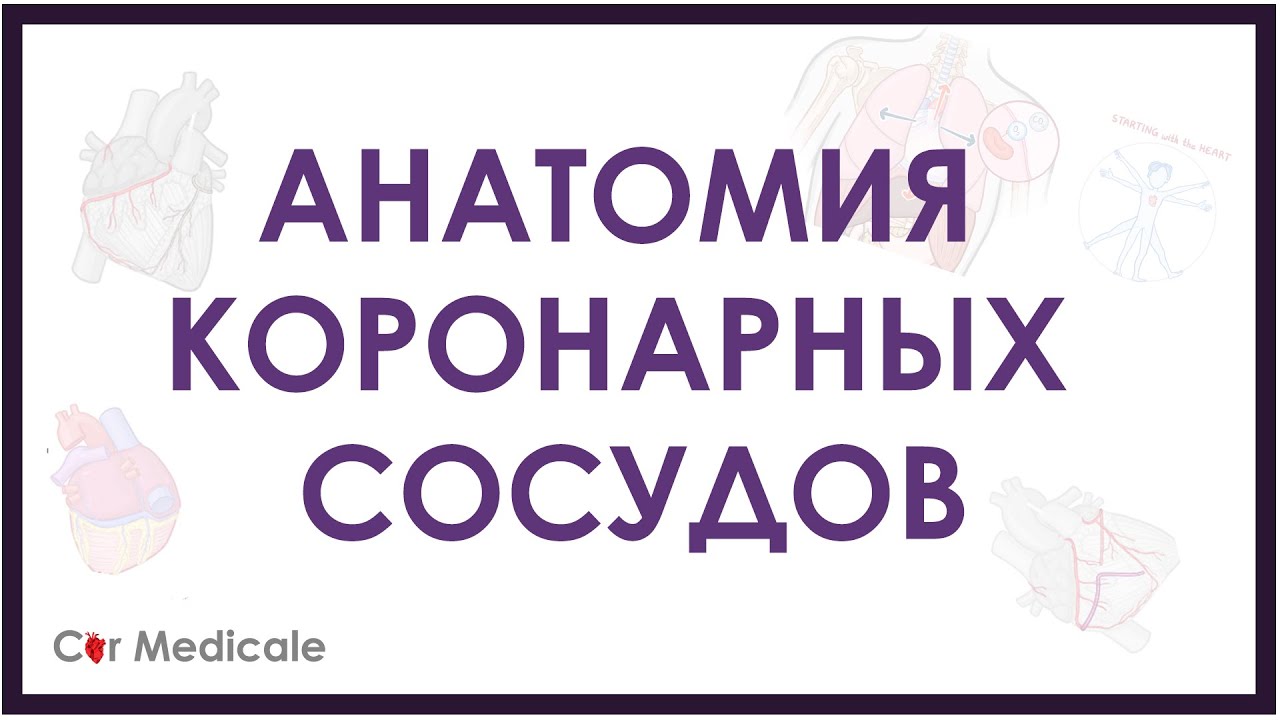 Анатомия коронарных сосудов