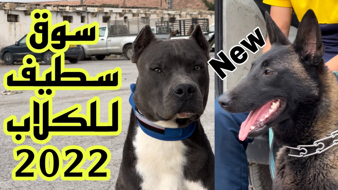 سوق سطيف للكلاب 2022