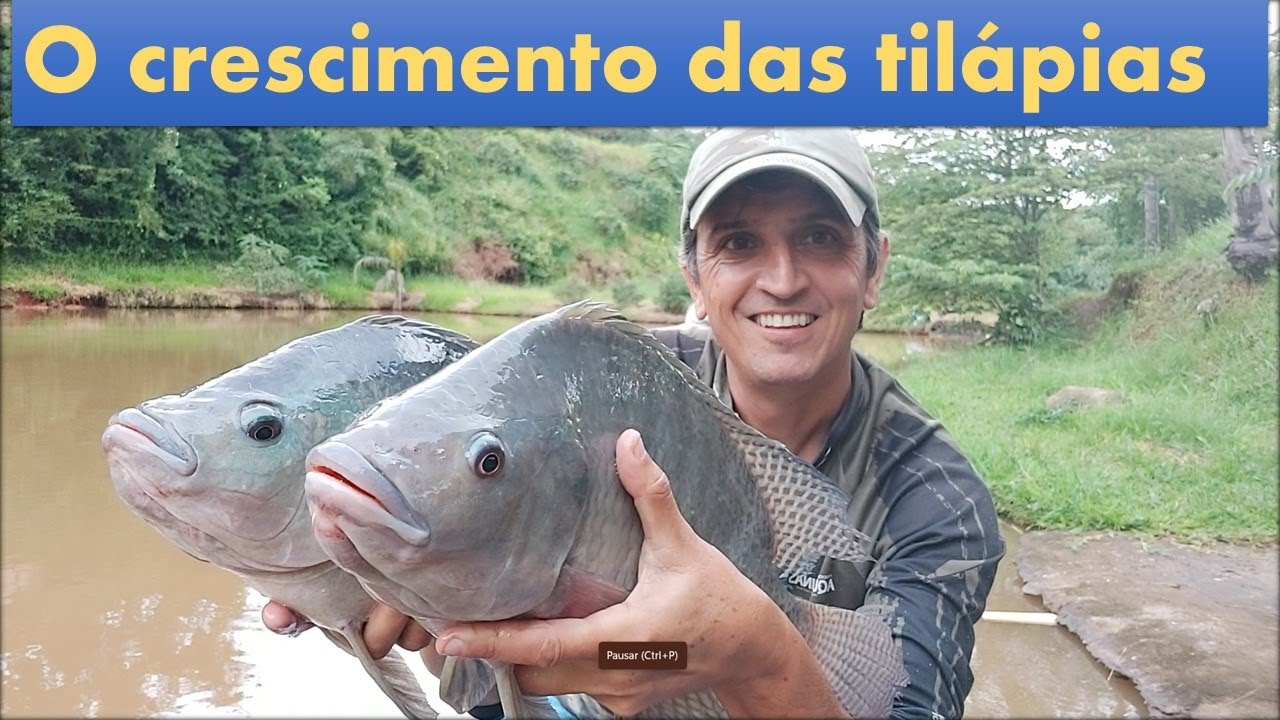 Crescimento das Tilápias!!