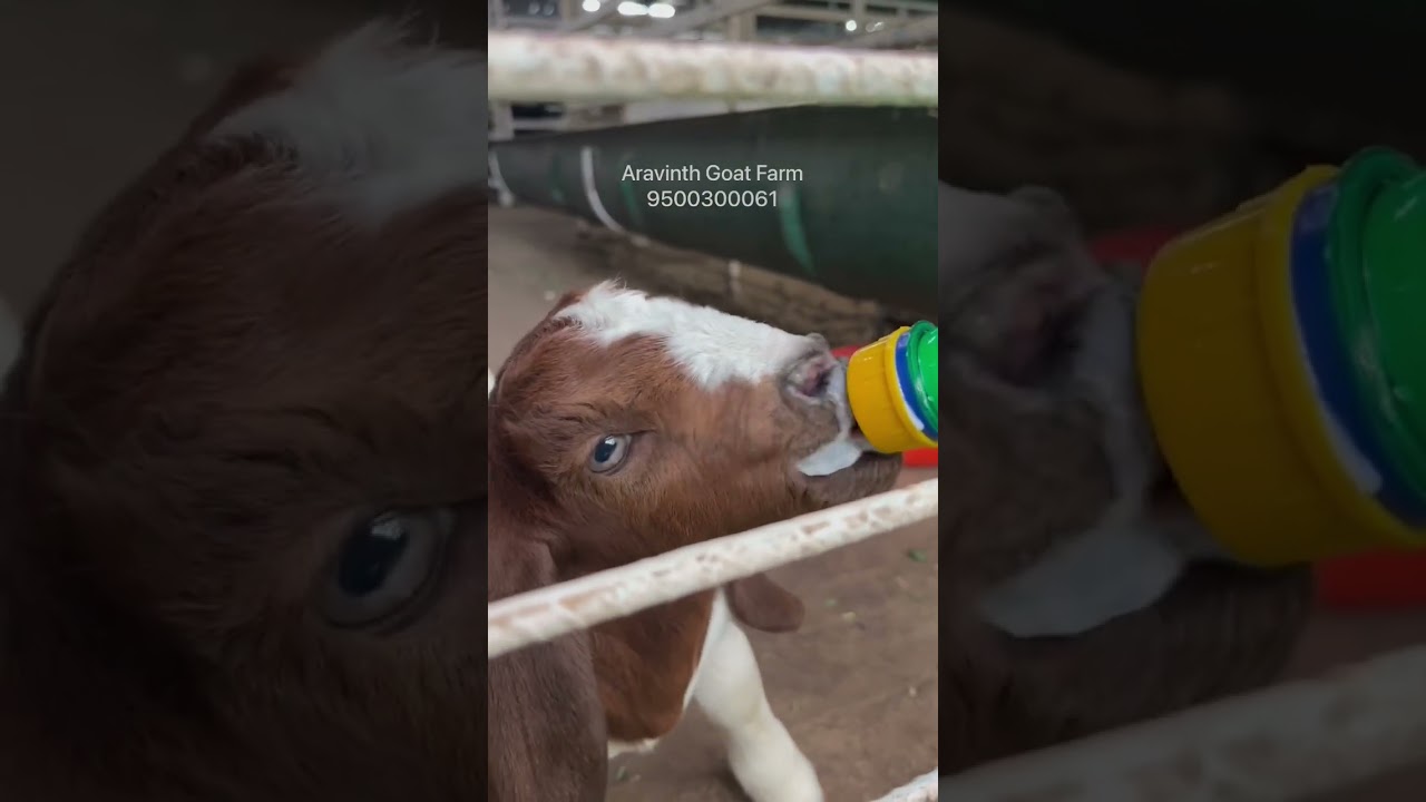 Velimasal sowing method..#boer #boergoats #goatfarm #goatfarming #viral #trending #farmlife #aadu