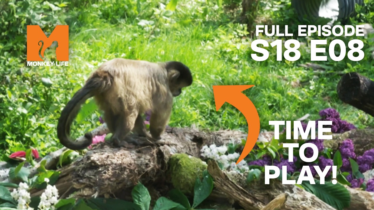 Lemur Rescue Meets Orangutan Playtime | Monkey Life Season 18 EP 8 | Monkey Life