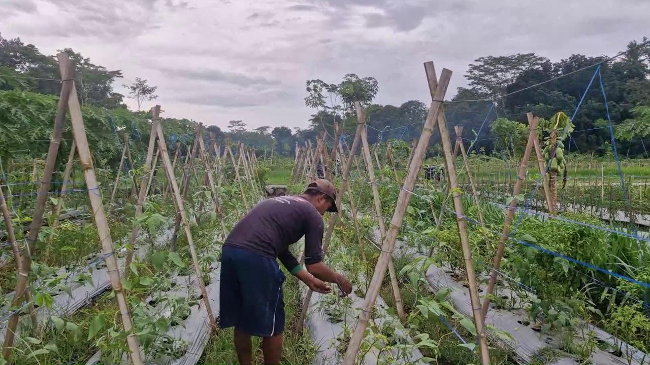 MOST SATISFYING FARMING PROCESS: TRAINING LONG BEAN VINES BY HAND! - Agriculture Farming