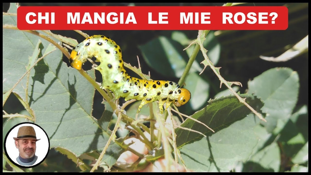 ELIMINARE I BRUCHI DALLA ROSA in modo naturale e biologico