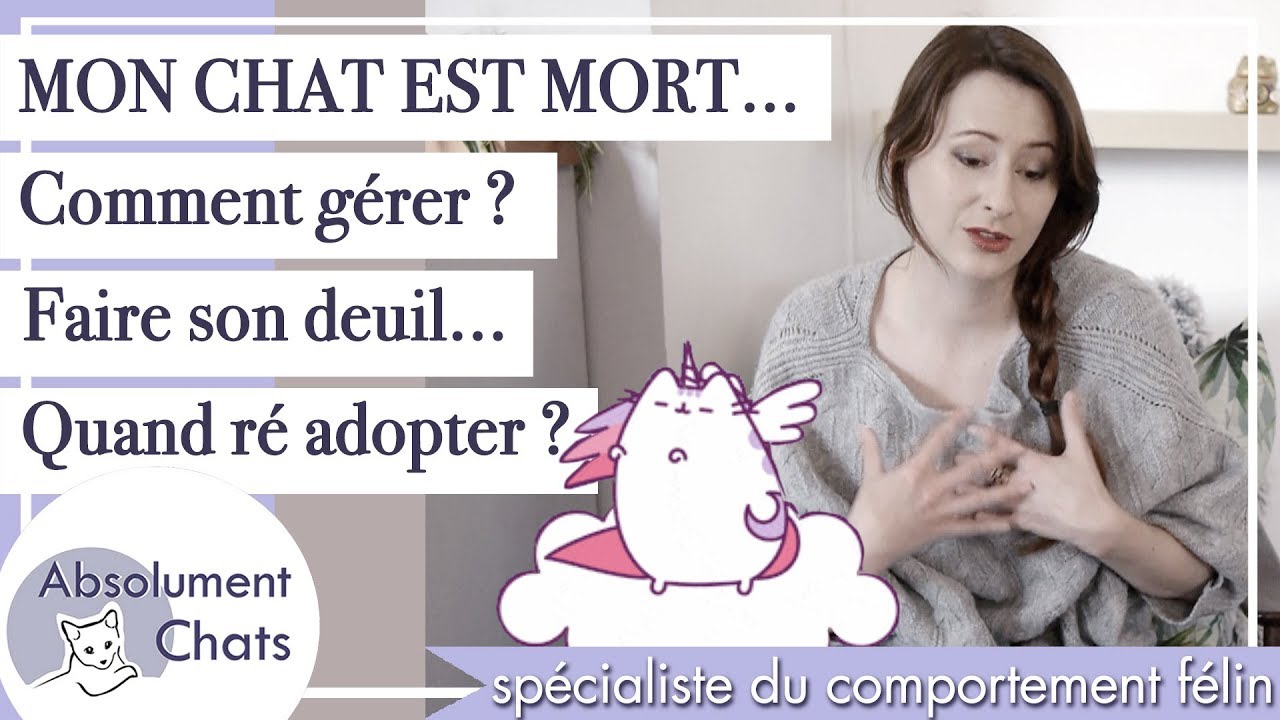 Mon chat est mort... comment gérer ? Faire son deuil... Quand ré adopter ?
