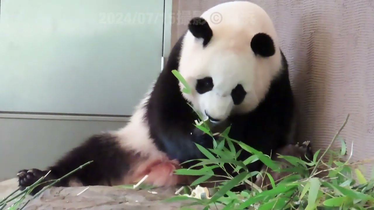 リサイクルのタケノコもぐもぐ楓浜ちゃん🐼🍁