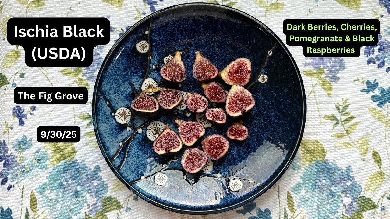 My #1 Tasting fig in my orchard. ISCHIA BLACK (USDA) ♥️
