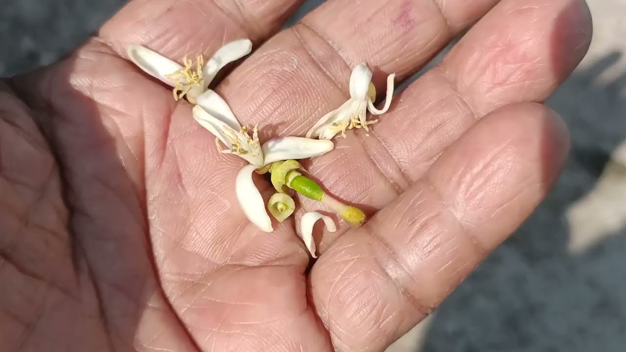 শয়তান সব প্রানীর মধ্যেই আছে।