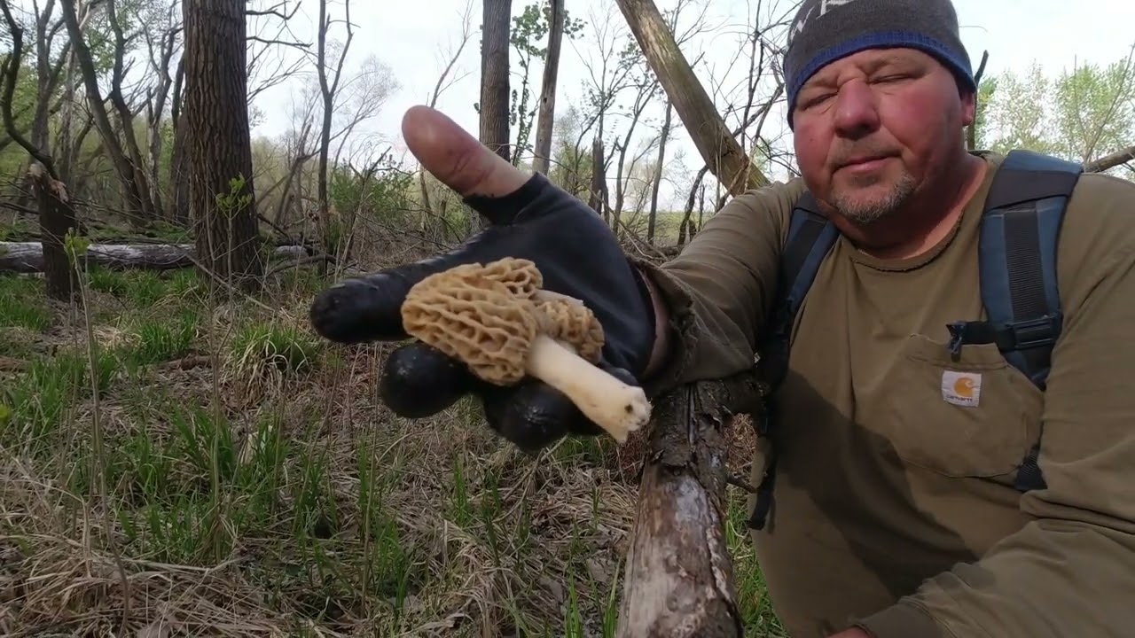Morel Mushrooms 2025....Missouri River, HURRY!!