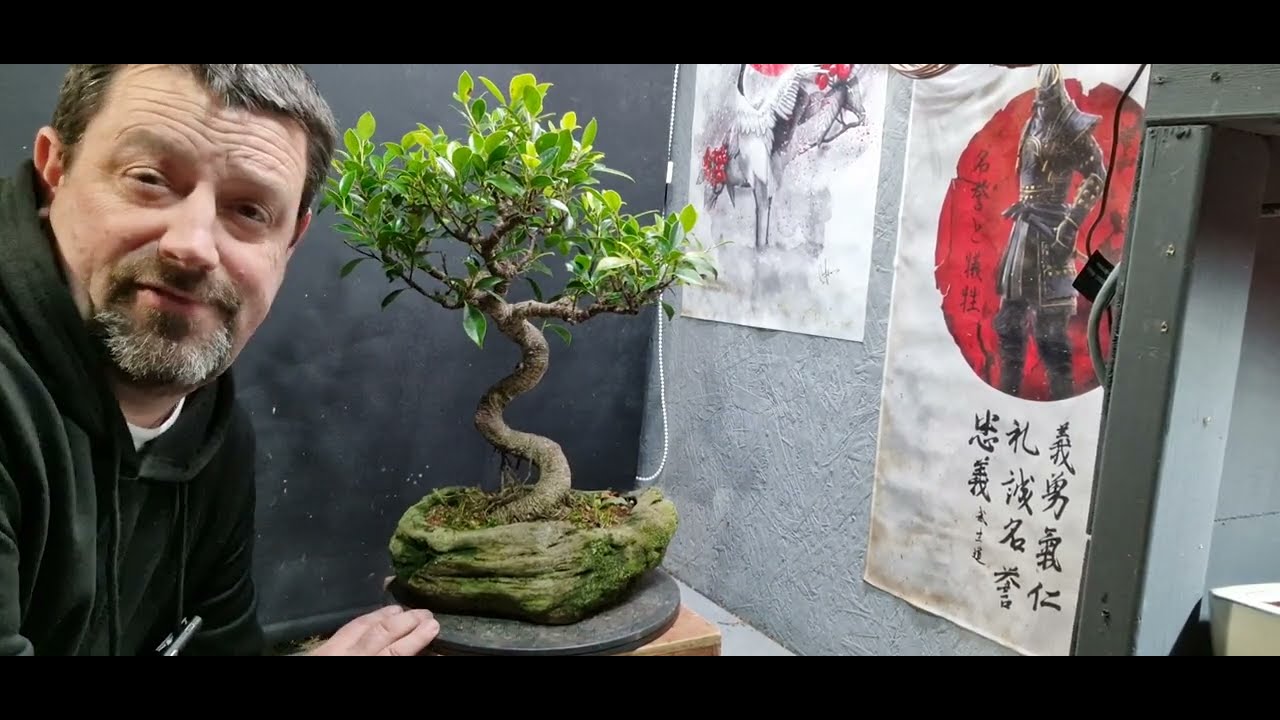 Major trunk chop on my ficus