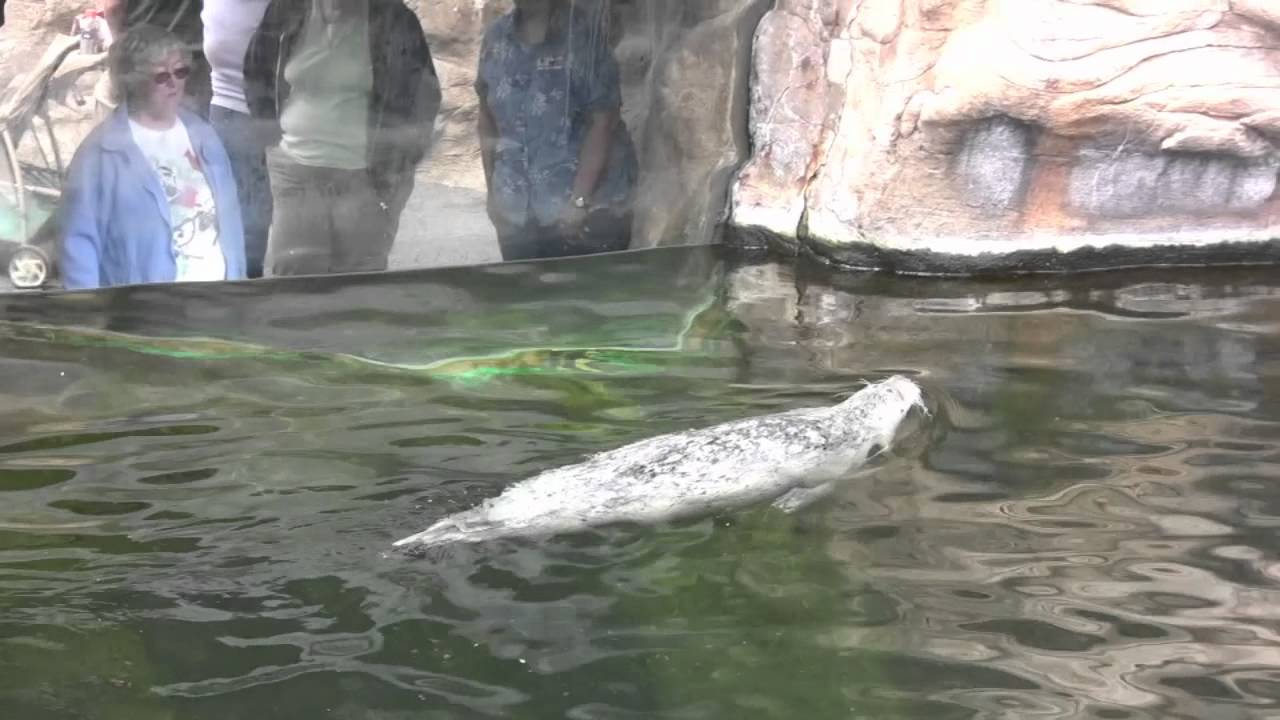Oregon Coast Aquarium New Pinniped Enclosure