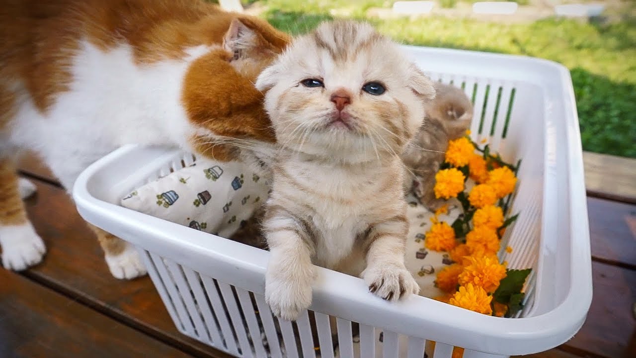 Весенний пикник семейства кошек