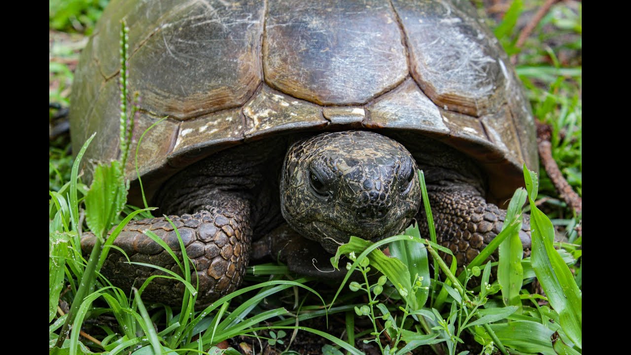 How to help an injured turtle or tortoise.
