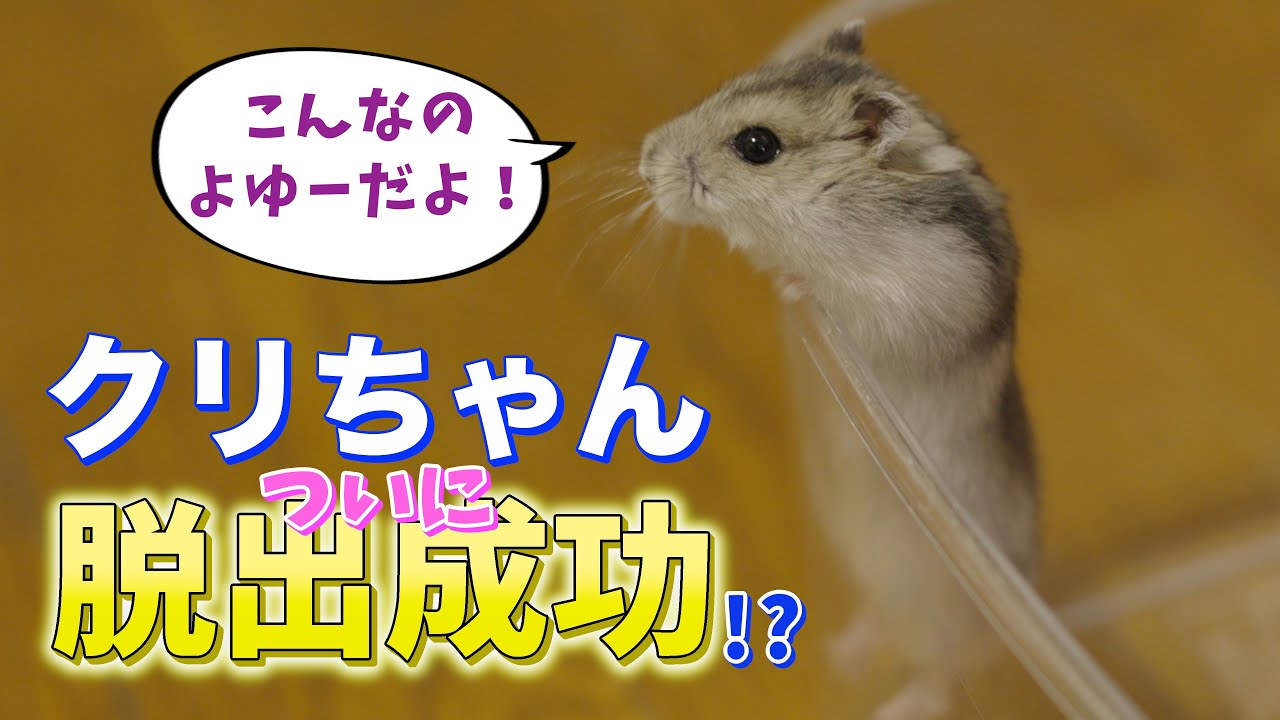 [第14話 ] ハムスターの脱出劇！ | Hamster Escape Adventure!