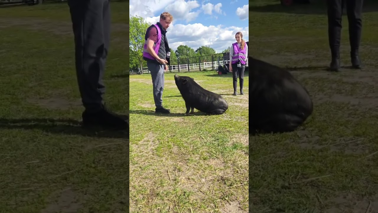 Kurs Professional Animal Trainer! #zwierzęta #hippo #animaltraining #wildanimals #zoo #racoon #cute