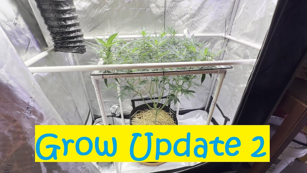 Optics LED - Runtz, Planet of the Grapes(Ethos), Super Lemon Haze, and My Own Strain Grow Part 2