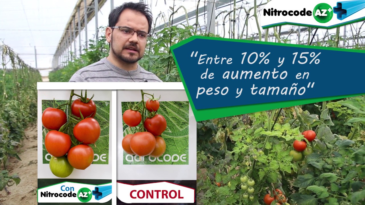 Ensayo de Nitrocode AZ en tomate | Agrocode bioscience