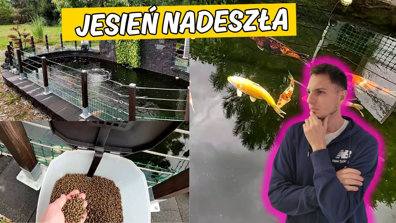 Za Słaba Lampa UV ? | Ryby Zwolniły, Kret Robi Szkody | Jesień w Oczku Wodnym z Karpiami Koi