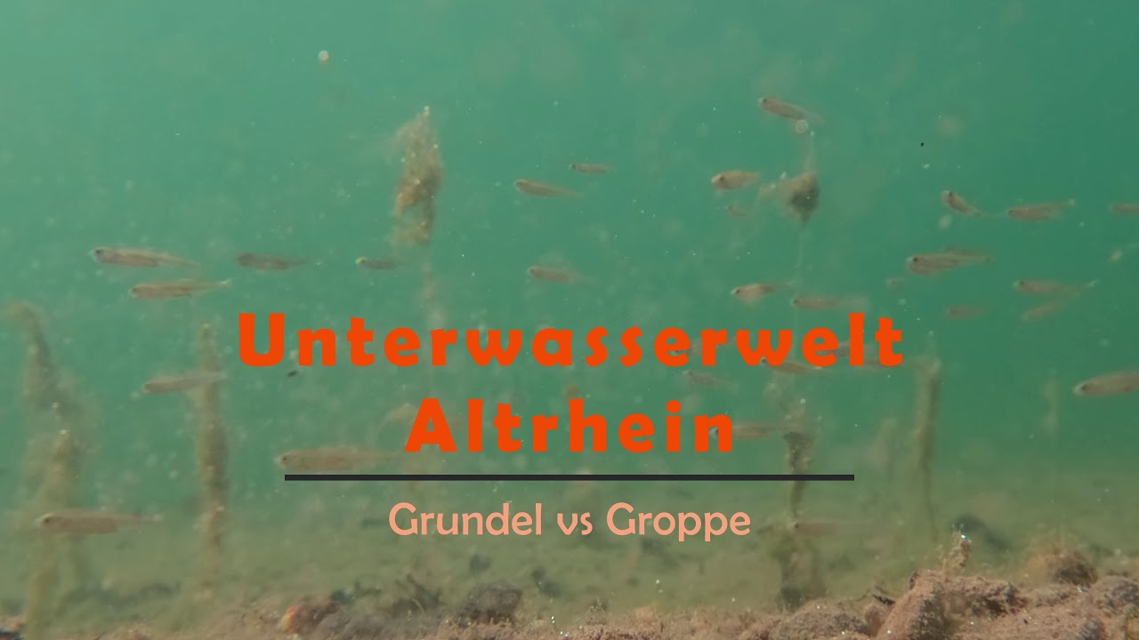 Unterwasserwelt Altrhein: Grundel vs Groppe