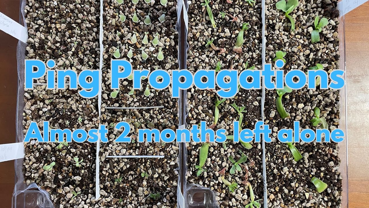 Carnivorous Plants || Potting propagations nearly 2 months in their containers