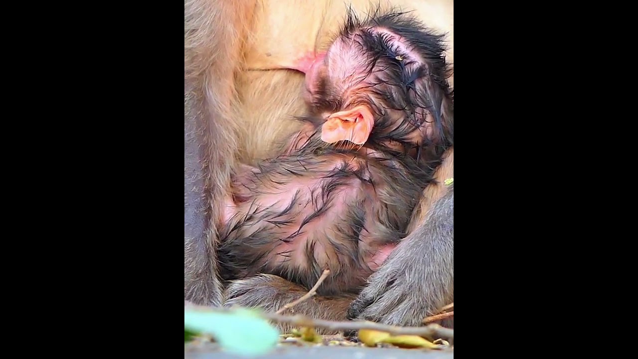 Fresh newborn baby monkey moments 
