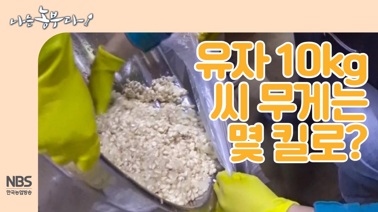 [나는농부다 224회] 유자 생과 10kg에서 나오는 씨 무게는 몇 킬로?! 유자 씨 와의 전쟁