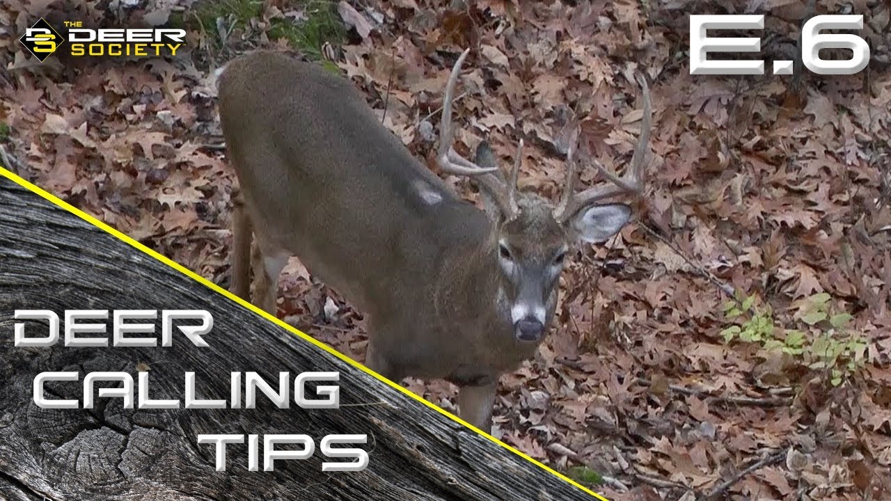 Deer Calling Tips - E.6 