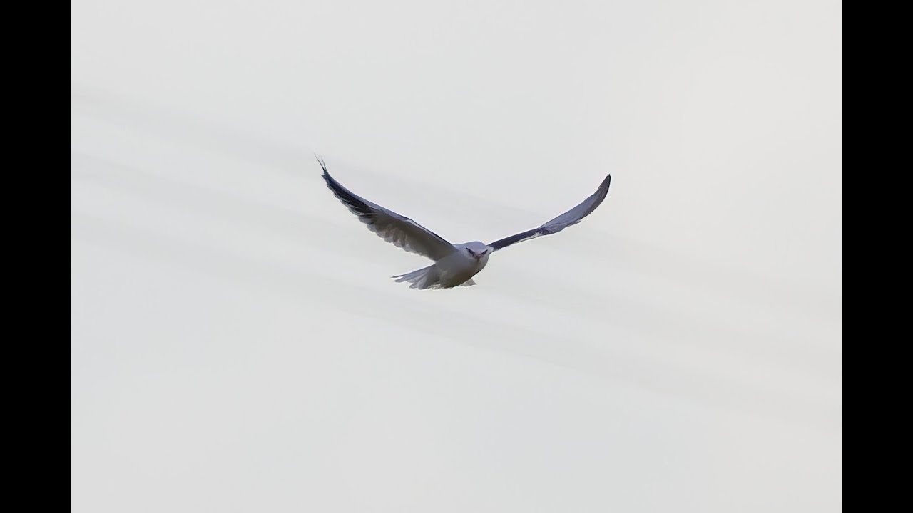 Black-winged Kite, St Osyth, Essex, 22/7/23