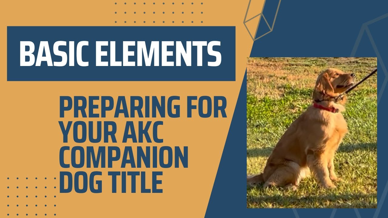 Preparing Your Dog for a Companion Dog Title